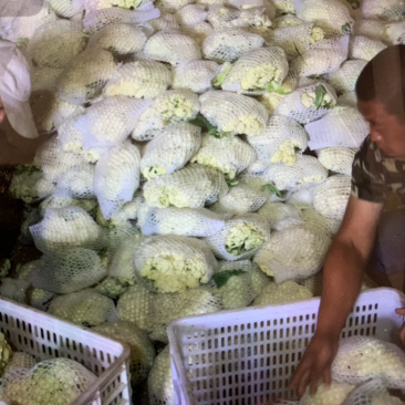 精品有机花菜大量供应中，需要的请联系，欢迎光临