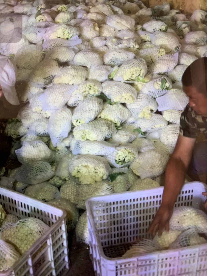 精品有机花菜大量供应中，需要的请联系，欢迎光临