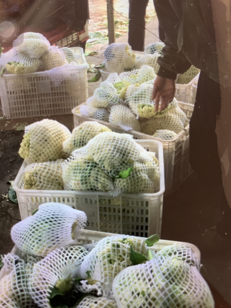 精品有机花菜大量供应中，需要的请联系，欢迎光临