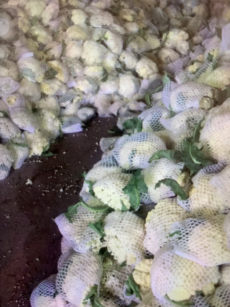 精品有机花菜大量供应中，需要的请联系，欢迎光临