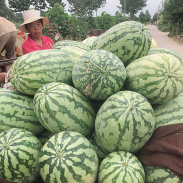 西农八号大量上市、面积大、欢迎老板前来釆购