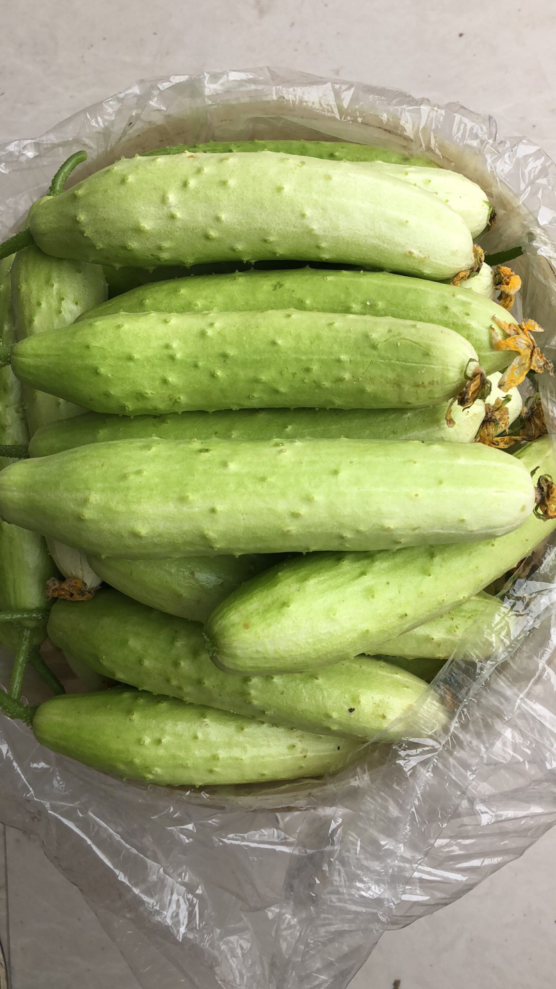 正宗海阳白玉黄瓜白黄瓜水果小黄瓜旱黄瓜青瓜