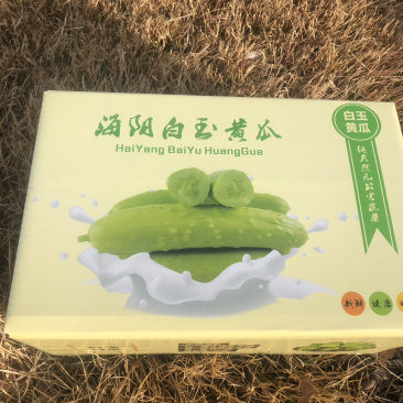 正宗海阳白玉黄瓜白黄瓜水果小黄瓜旱黄瓜青瓜