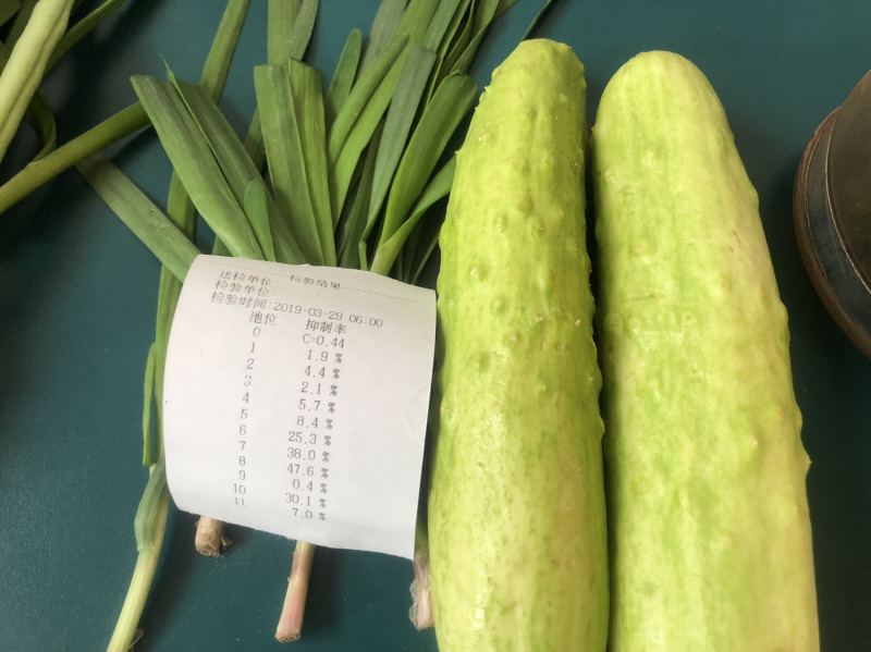 正宗海阳白玉黄瓜白黄瓜水果小黄瓜旱黄瓜青瓜