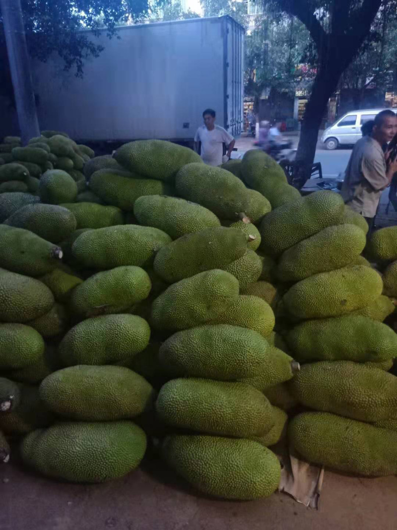 海南菠萝蜜社团电商果市场货超市货产地现摘现发