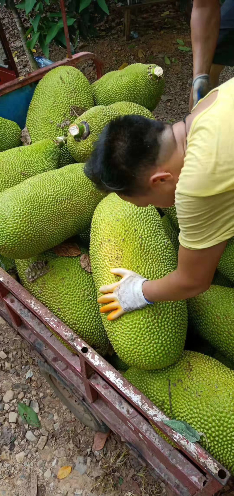 海南菠萝蜜社团电商果市场货超市货产地现摘现发