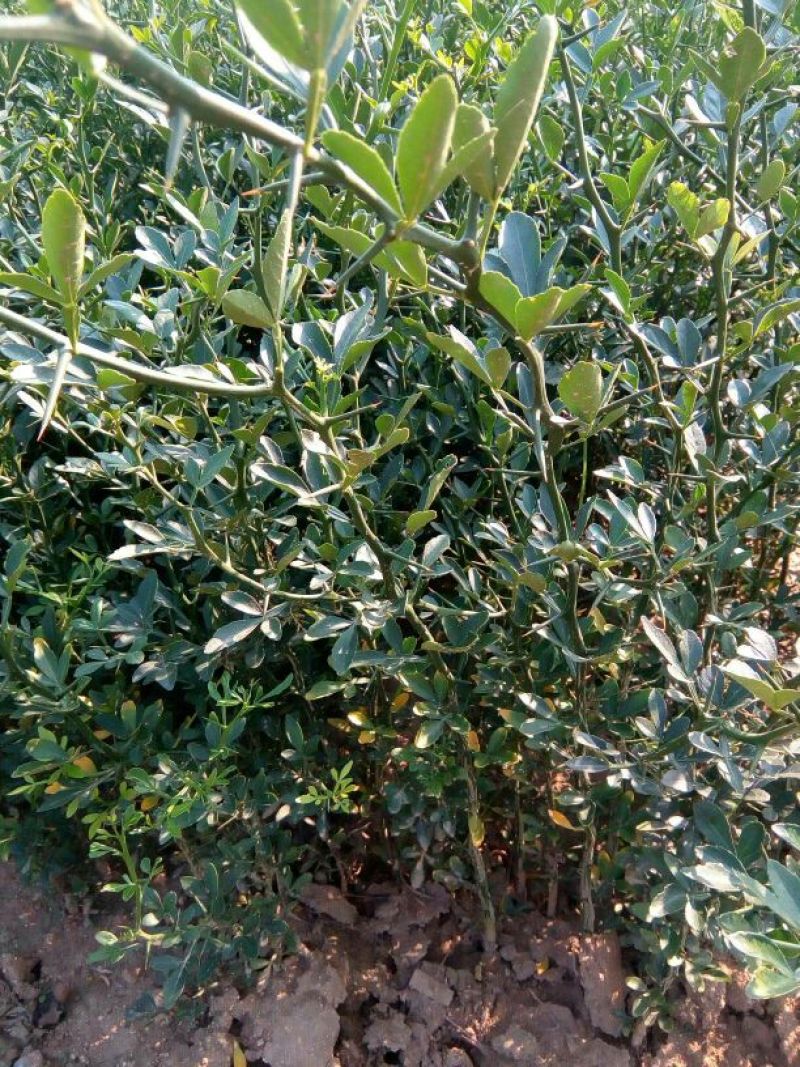 枸橘苗30~50cm嫁接橘子大量现货成活率高，技术指导