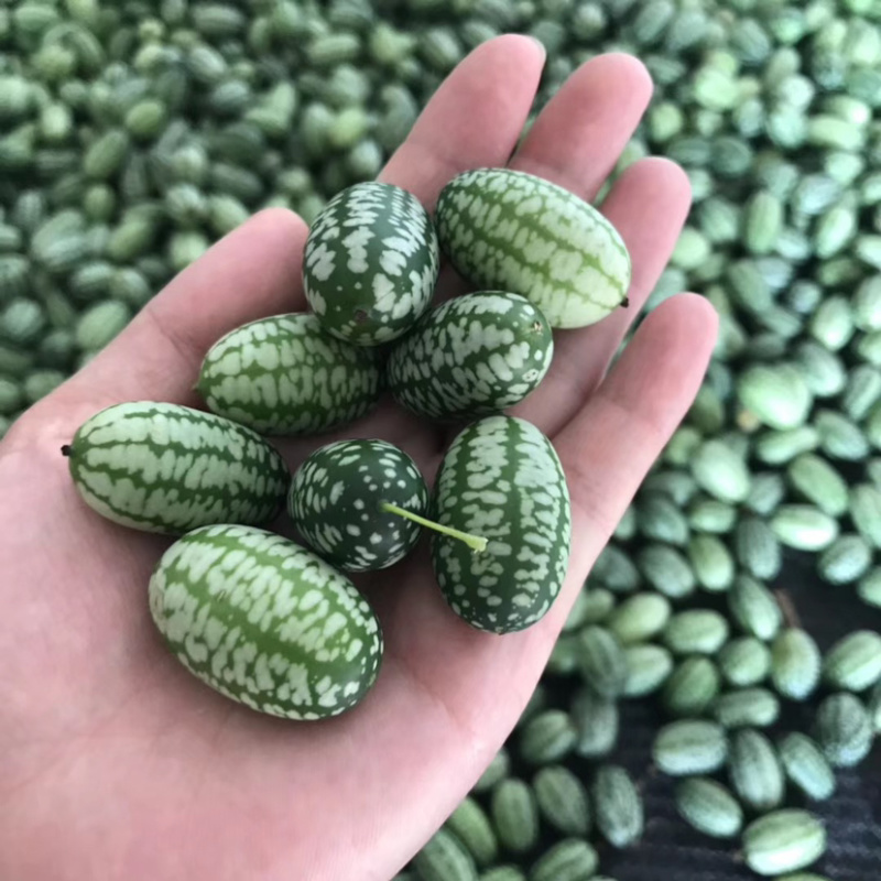 拇指西瓜迷你小西瓜绿瓤西瓜产地大量供货