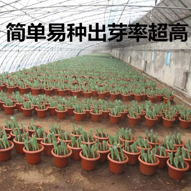 荷兰进口郁金香种球郁金香种子观花植物阳台盆栽耐寒多年生