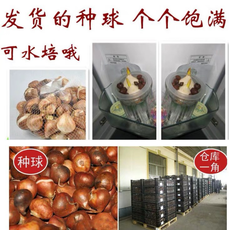 荷兰进口郁金香种球郁金香种子观花植物阳台盆栽耐寒多年生