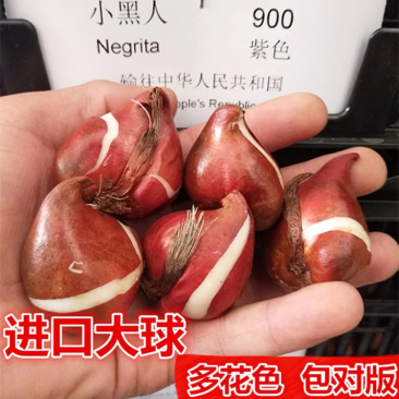 荷兰进口郁金香种球郁金香种子观花植物阳台盆栽耐寒多年生