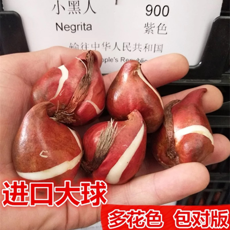 荷兰进口郁金香种球郁金香种子观花植物阳台盆栽耐寒多年生