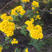 野菊花种子可药用泡茶菊花种籽野黄菊山坡路边多年生野生山菊