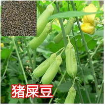 猪屎豆种子椭圆叶护坡防水土流失灌木种子耐寒绿肥可药用耐寒