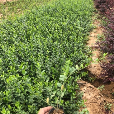 小叶扶芳藤爬行卫矛小叶扶芳藤爬行卫矛爬行卫矛