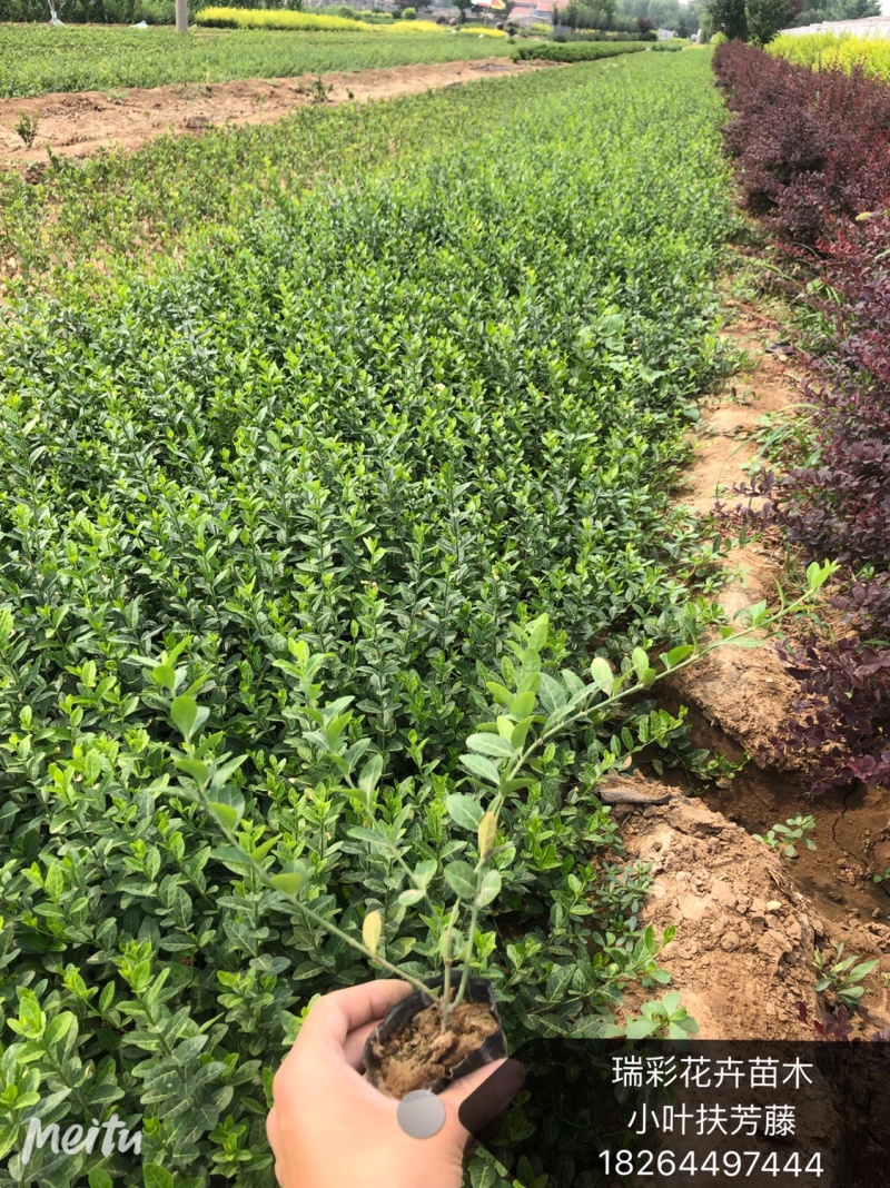 小叶扶芳藤爬行卫矛小叶扶芳藤爬行卫矛爬行卫矛