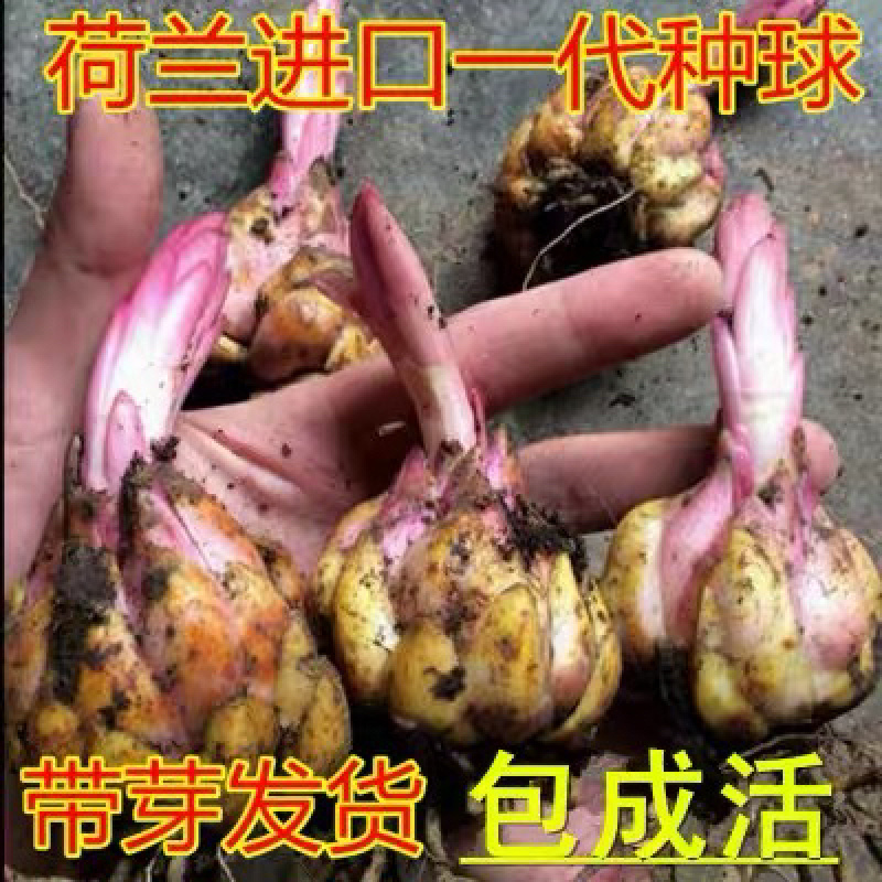 香水百合种球百合花带芽大球土培绿植球根花卉盆栽绿植四