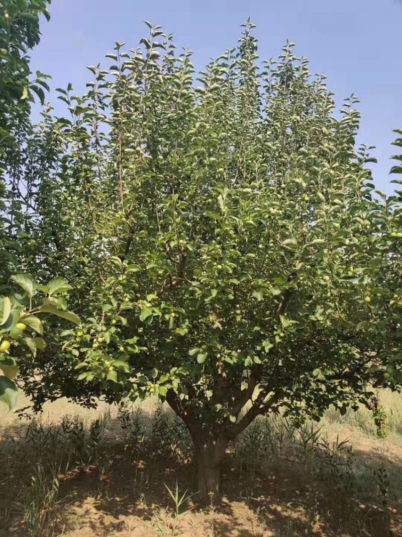 22公分八棱海棠-精品棉