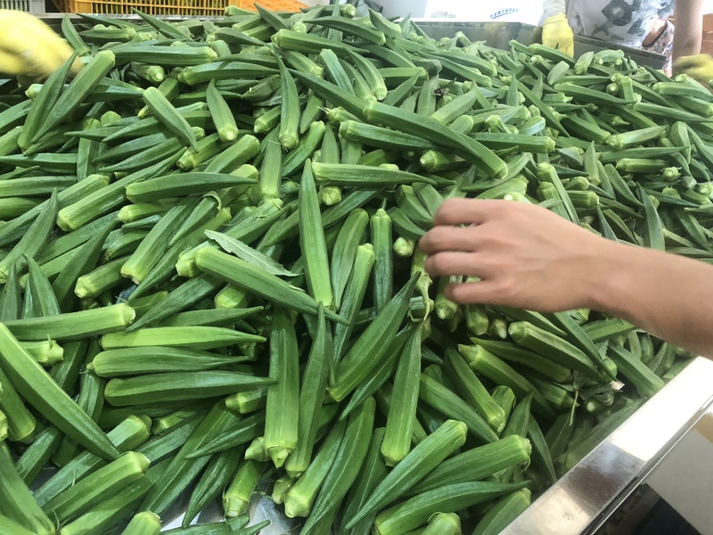 新鲜秋葵3斤包邮，一件代发，诚信招代理