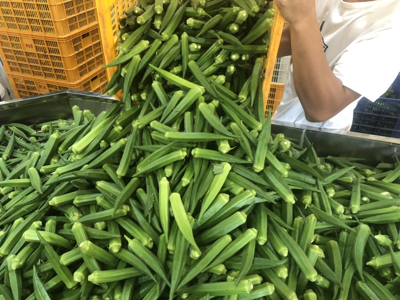 新鲜秋葵4斤包邮一件代发无公害农家水果秋葵诚信招代理