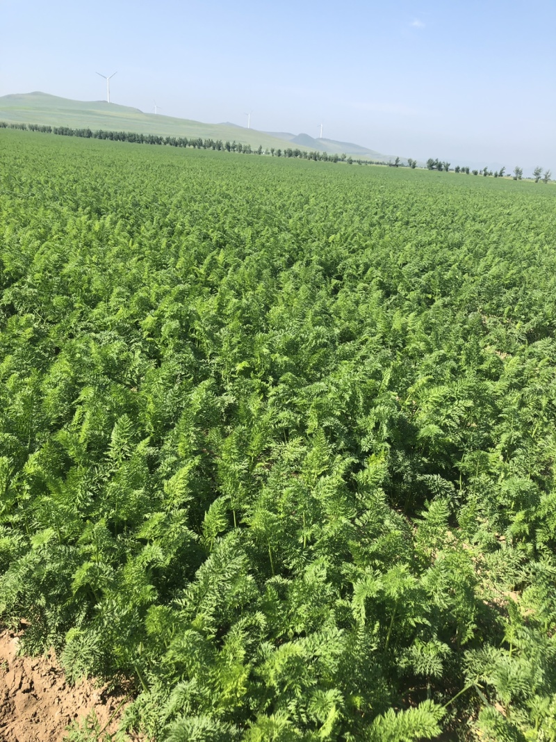 700亩胡萝卜可以出售了