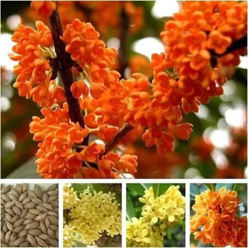新采桂花籽桂花树种子