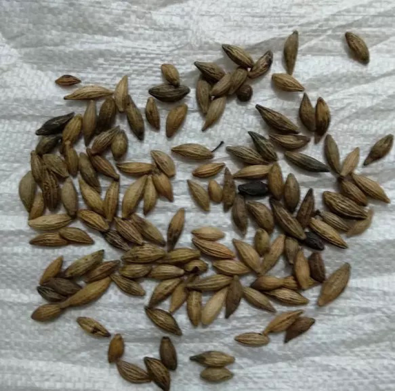 新采桂花籽桂花树种子