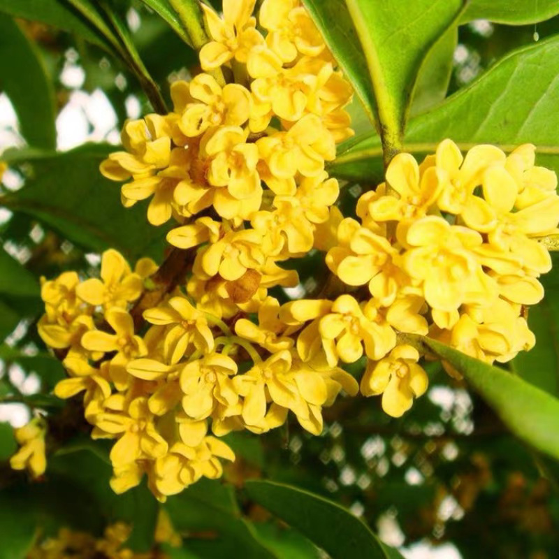 新采桂花籽桂花树种子