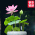 莲籽种子水培植物种子四季室内水养盆栽花卉莲花种子水生