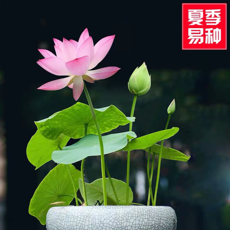 莲籽种子水培植物种子四季室内水养盆栽花卉莲花种子水生