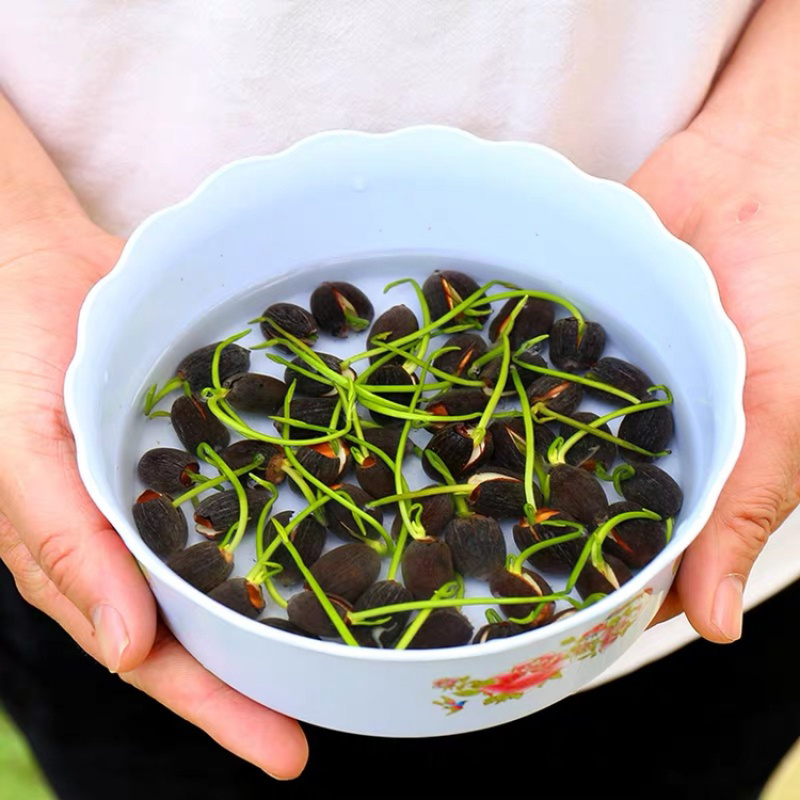莲籽种子水培植物种子四季室内水养盆栽花卉莲花种子水生