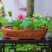 莲籽种子水培植物种子四季室内水养盆栽花卉莲花种子水生