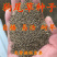 狗尾草种子旱地常见牧草杂草观赏型护坡狗尾巴草种子芮草种子