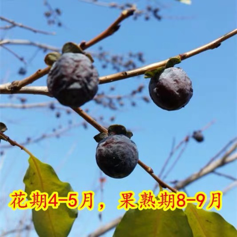 新野柿子种子软枣种子君迁子种子柿子树种子嫁接砧木籽种