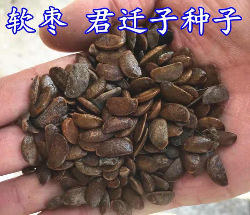 新野柿子种子软枣种子君迁子种子柿子树种子嫁接砧木籽种