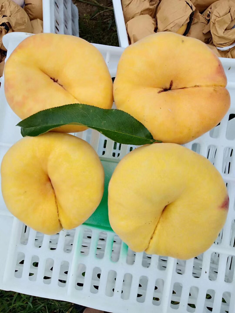 黄蟠桃中盘11号果大脆甜
