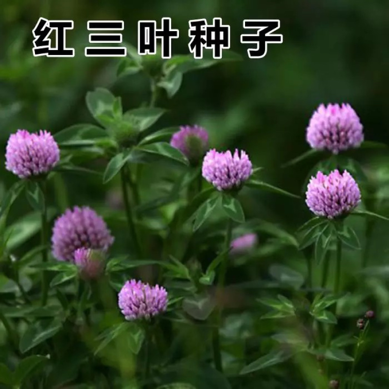 优质红三叶草种子四季多年生种籽果园林绿化阳台