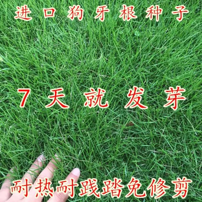 草坪种子狗牙根进口四季青护坡草百慕大草种籽绿化草皮种子