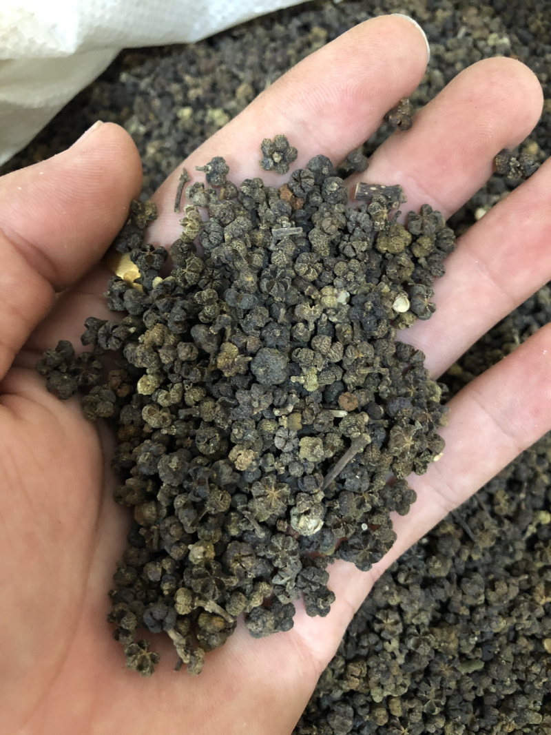 【舜波中药材】吴茱萸中花量大从优