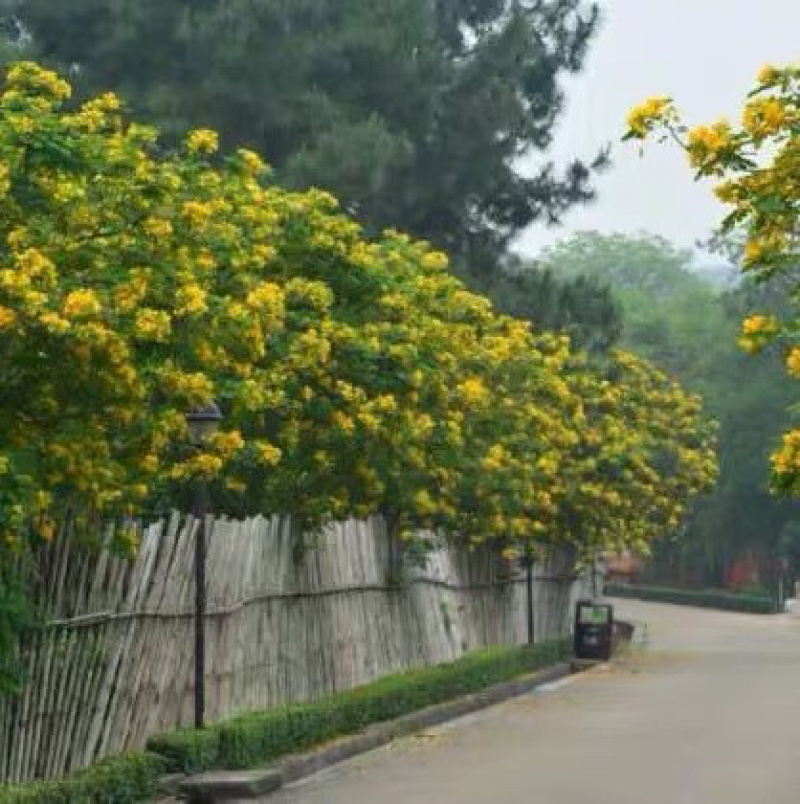 黄花槐种子金凤树黄槐豆槐黄槐种子双荚槐红花槐