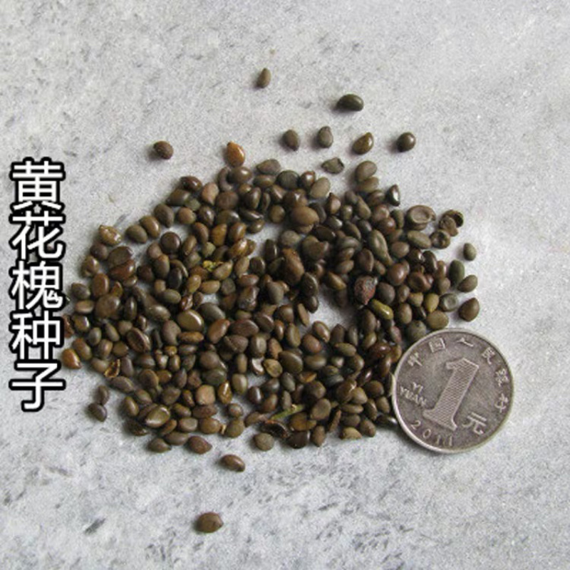 黄花槐种子金凤树黄槐豆槐黄槐种子双荚槐红花槐