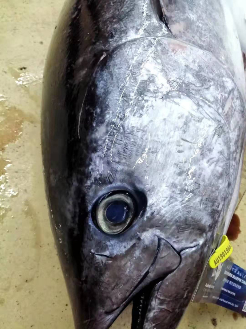 澳洲蓝鳍金枪澳大利亚蓝鳍金枪