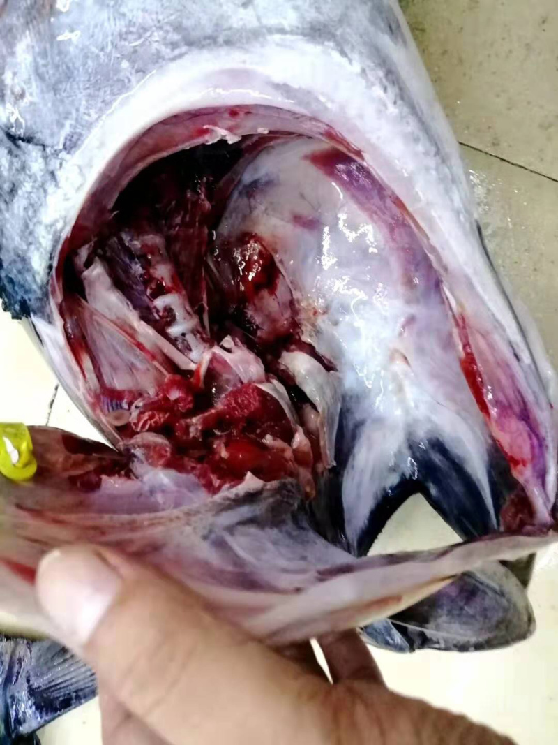 澳洲蓝鳍金枪澳大利亚蓝鳍金枪