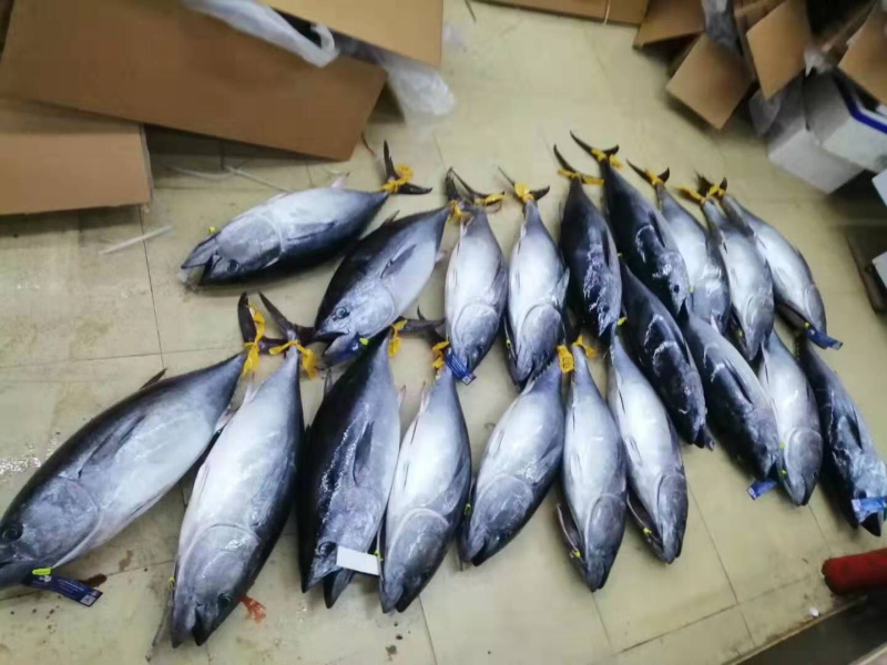 澳洲蓝鳍金枪澳大利亚蓝鳍金枪