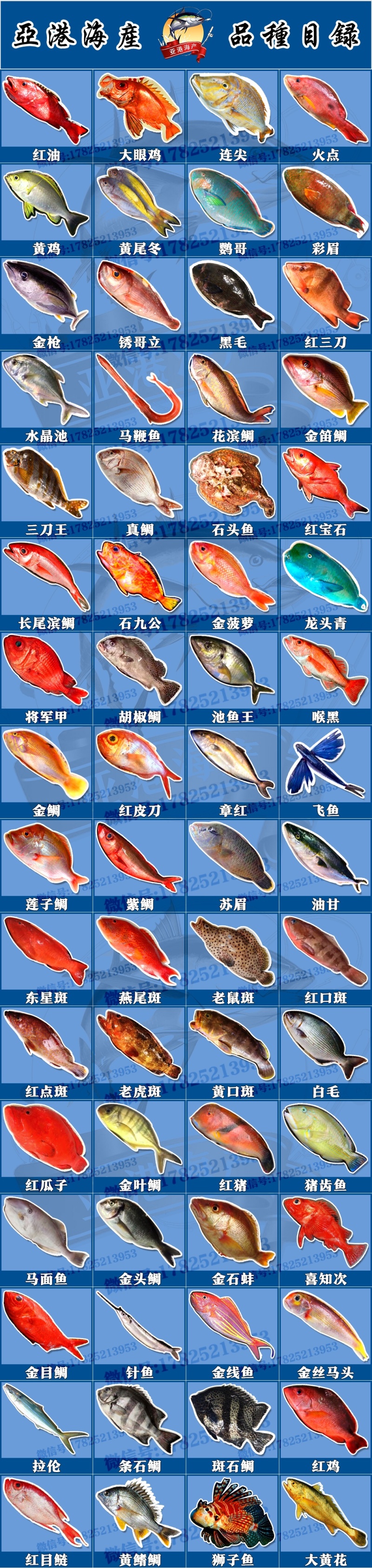 澳洲蓝鳍金枪澳大利亚蓝鳍金枪