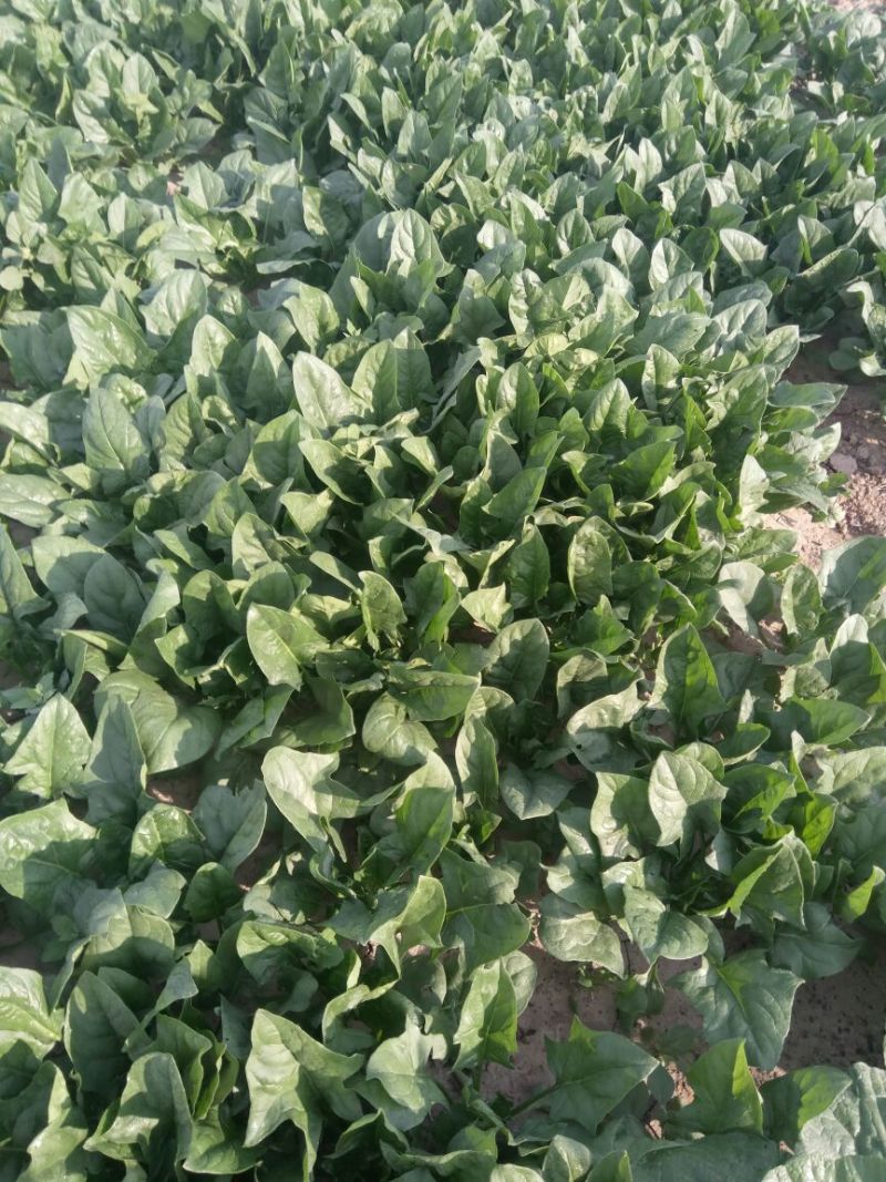 菠菜20~25厘米