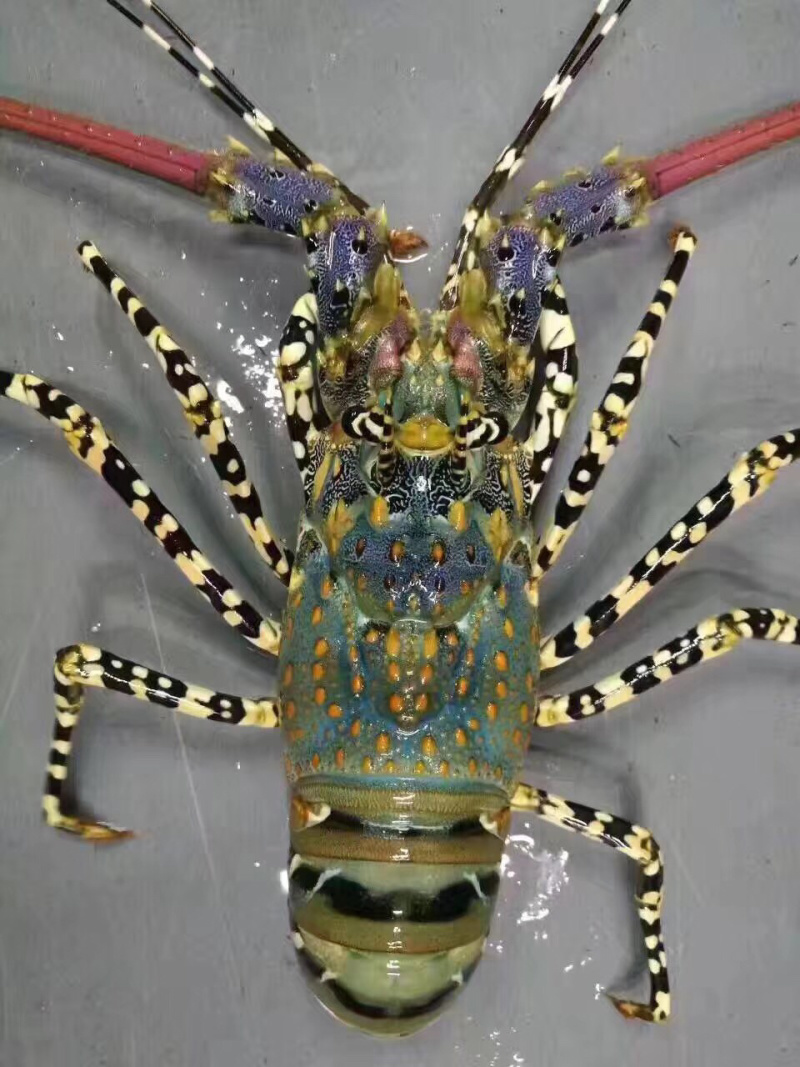 青龙花龙澳龙波士顿龙虾鲜活冰鲜冷冻