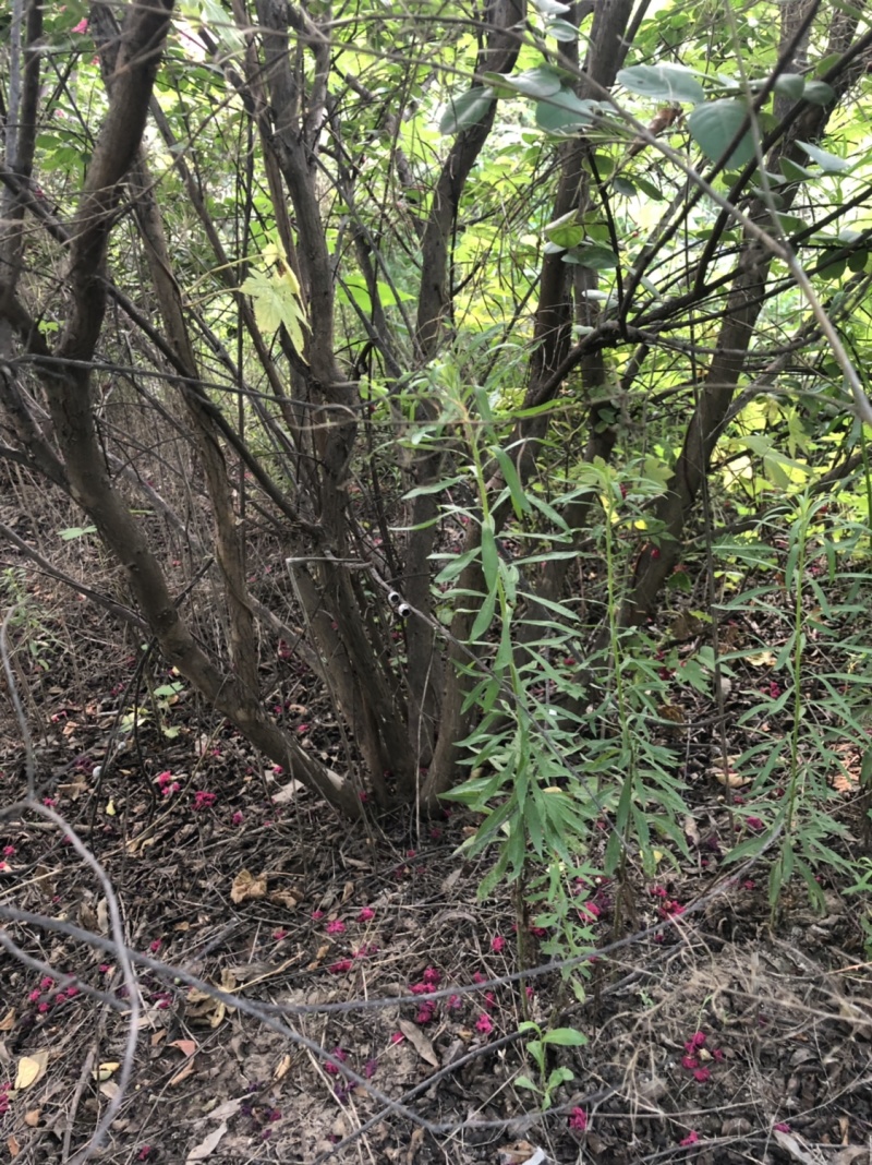 丛生紫薇，丛生紫薇，冠幅漂亮。