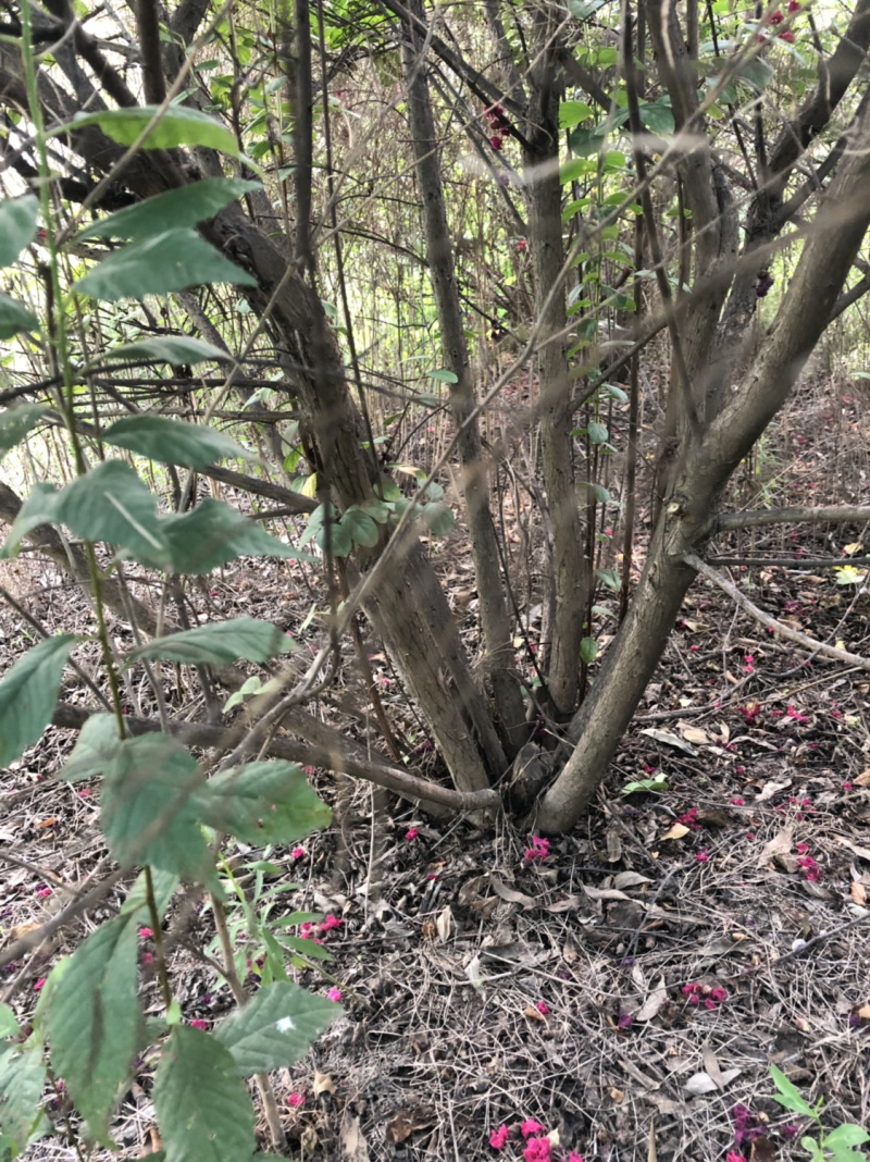 丛生紫薇，丛生紫薇，冠幅漂亮。