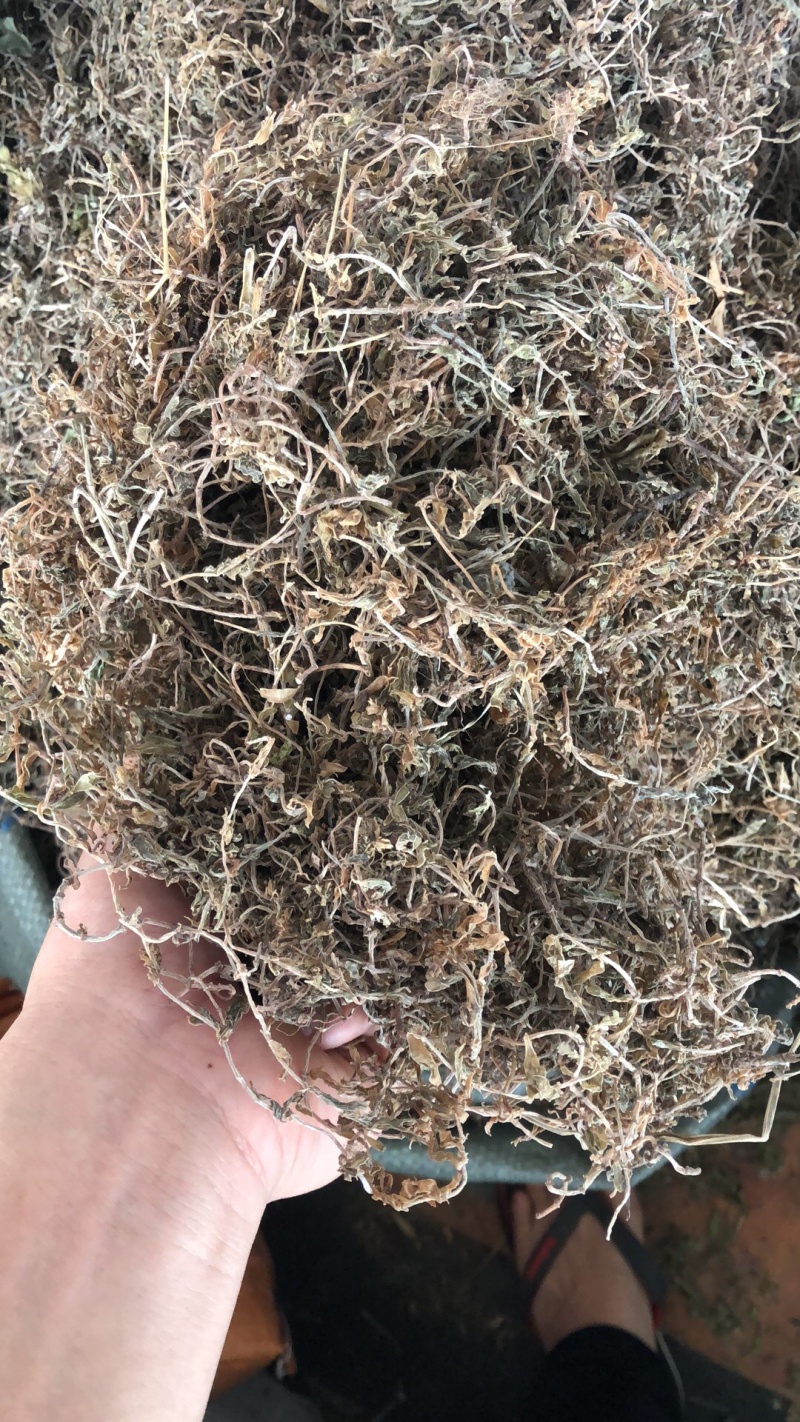 新货野生垂盆草条子物美价廉